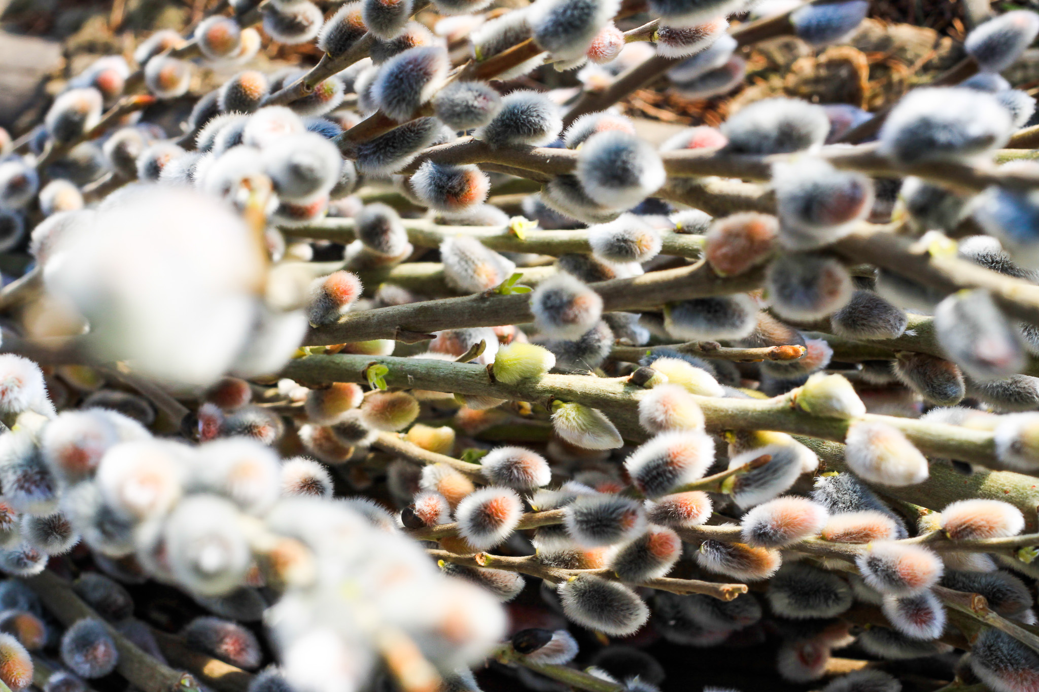 Poza, foto cu Flori de nunta  in Arad, Timisoara, Oradea (wedding flowers, bouquets) nunta Arad