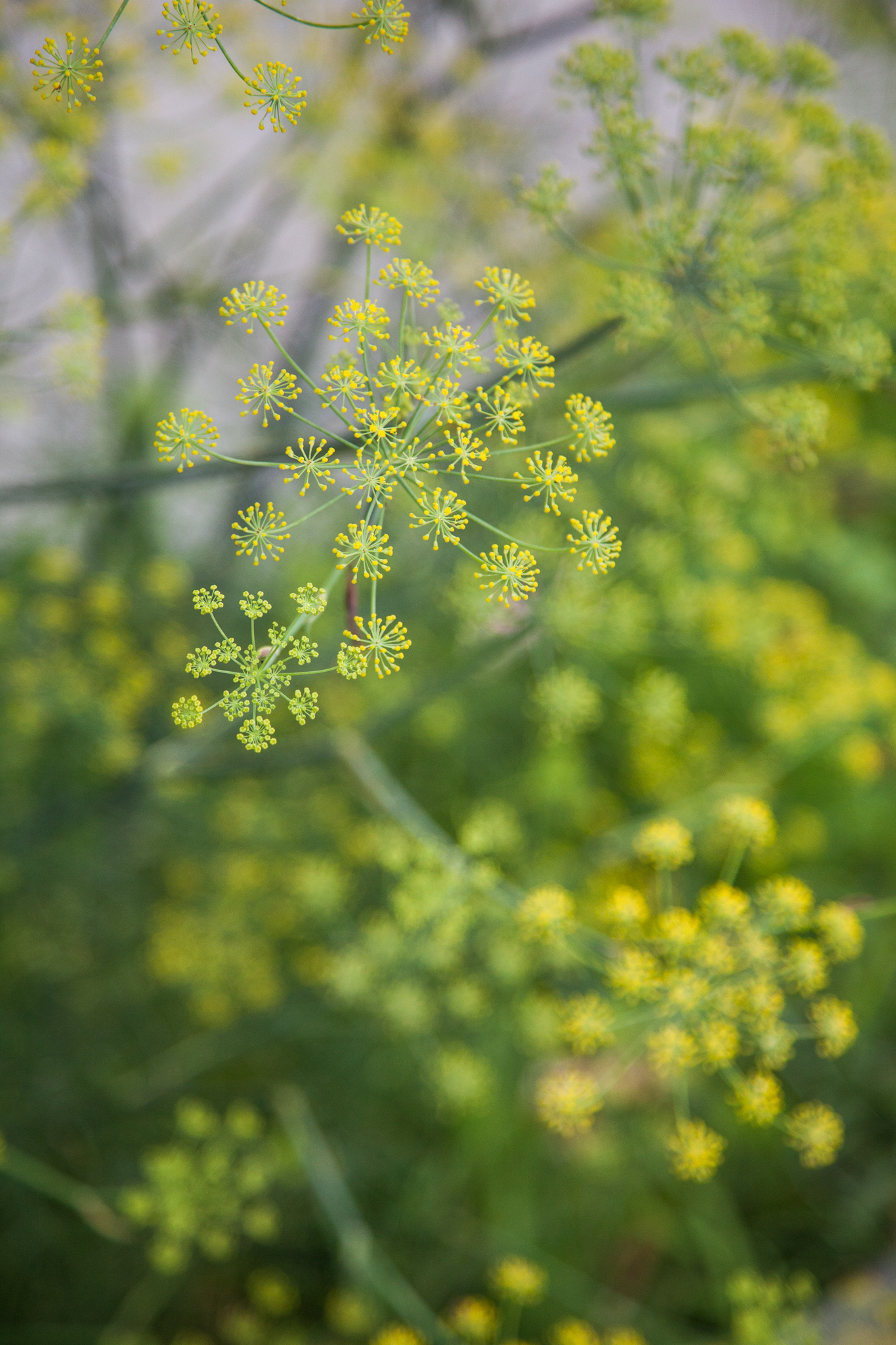 Poza, foto cu Flori de nunta  in Arad, Timisoara, Oradea (wedding flowers, bouquets) nunta Arad