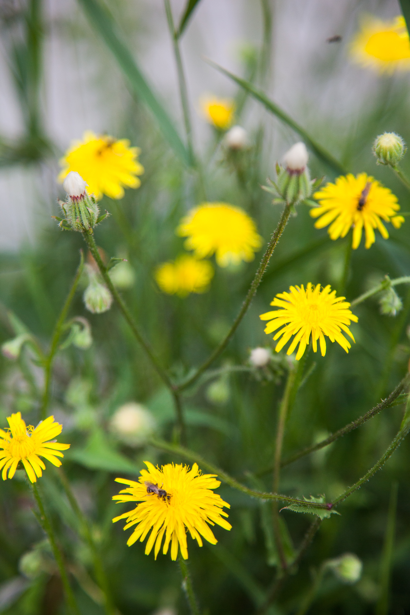 Poza, foto cu Flori de nunta  in Arad, Timisoara, Oradea (wedding flowers, bouquets) nunta Arad